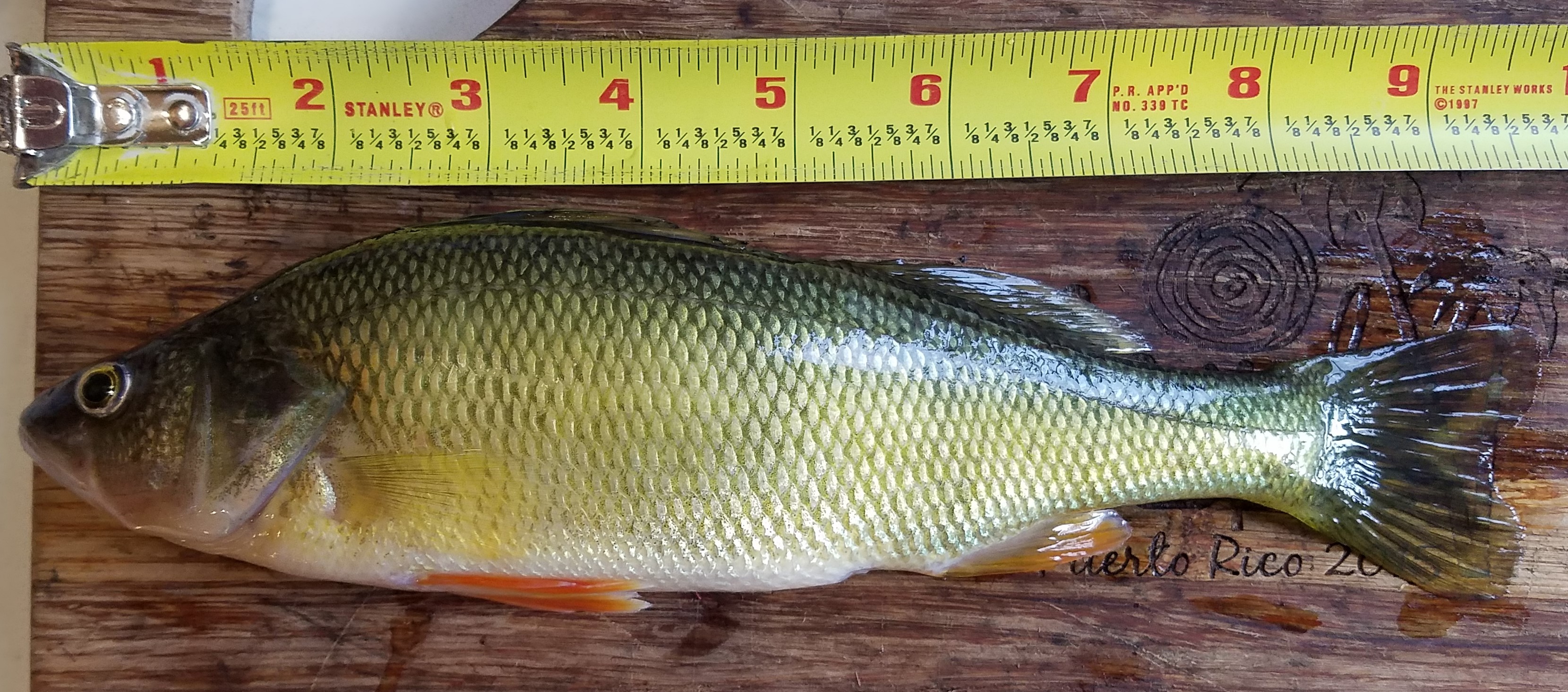 Attached picture Yellow Perch 2018.jpg